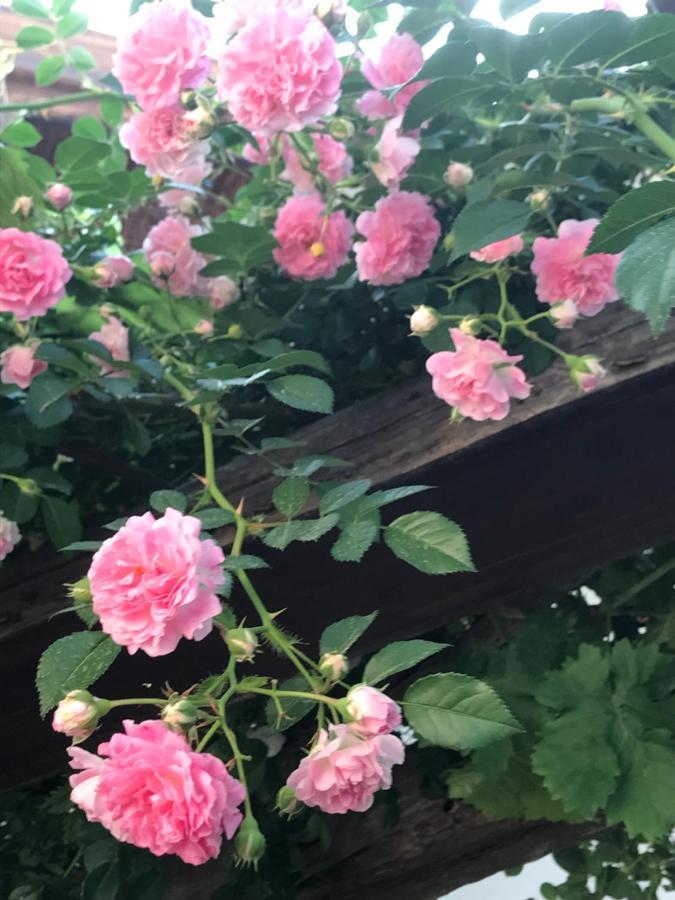 Lasmari'S Bouquet Sykopetra Екстер'єр фото